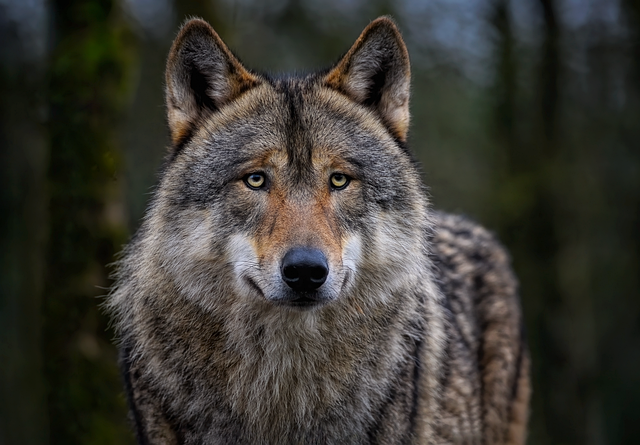 Wolf 